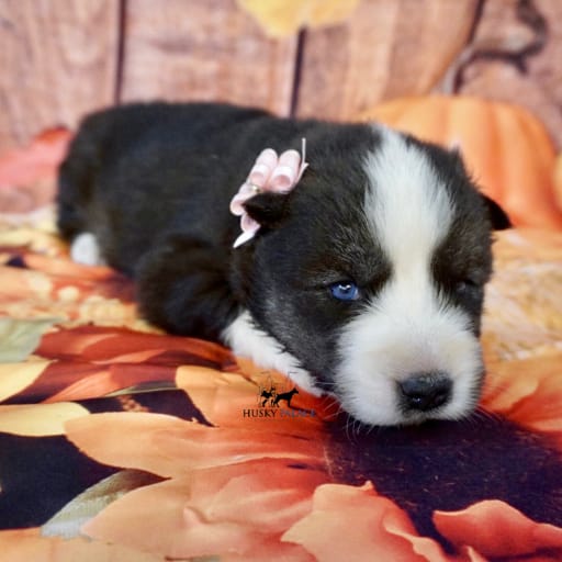 AKC Pumpkin 12